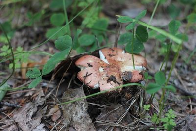 High angle view of mushroom growing on field