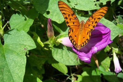 Close-up of butterfly pollinating on flower