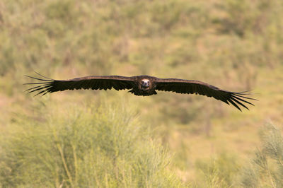 Bird flying in a field