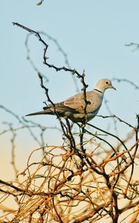 Bird perching on a tree