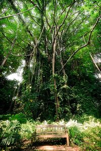 View of trees in forest