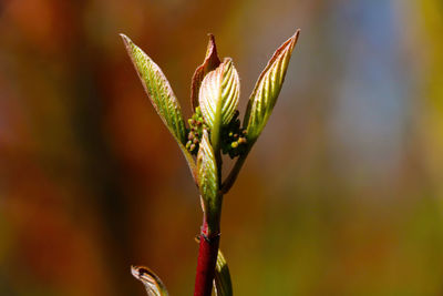 Close-up of flowering plant
