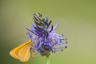 Close-up of butterfly pollinating on purple background