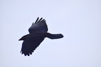 Low angle view of eagle flying against clear sky