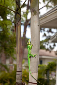 Close-up of lizard on tree trunk