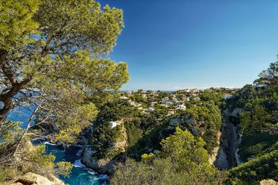 Trees growing on rocks against clear blue sky