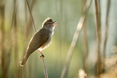 Close-up of bird perching on plant