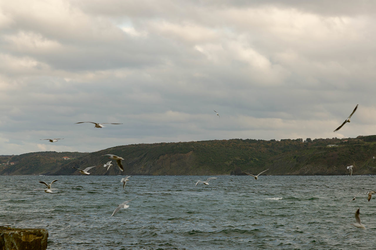 Animal, background, beach, beak, beautiful, bird, birds, black, blue, cloud, clouds, coast, coastal, concept, dramatic, feather, flight, fly, free, freedom, gull, hills, holiday, landscape, looking, mountain, mountains, nature, ocean, outdoor, outdoors, r