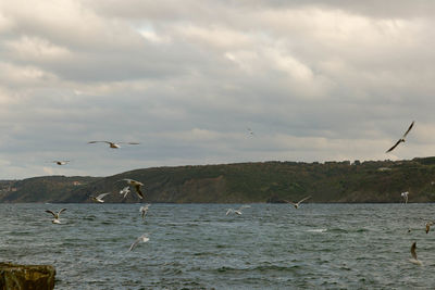 Bird flying over sea