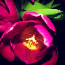 Close-up of red hibiscus flower against black background