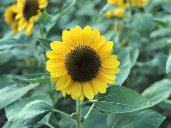 Close-up of yellow sunflower