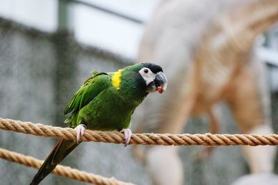 Close-up of parrot perching on branch