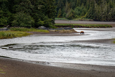 Grizzly bear walking the river banck