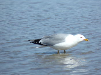 Seagull on a sea
