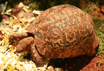 Close-up of tortoise