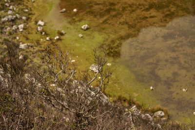 High angle view of a lake