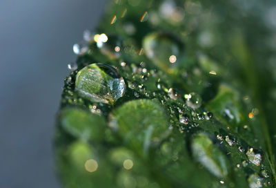 Close-up of wet plant leaves during rainy season