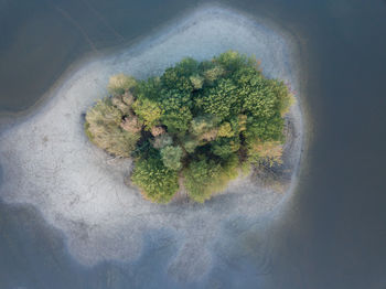 High angle view of flowering plant