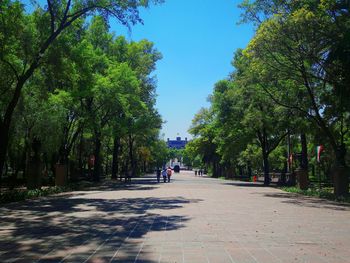 Trees in park against blue sky