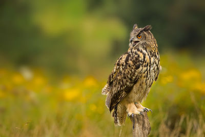 Close-up of an owl perched on wood