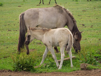 Wild horses in germany