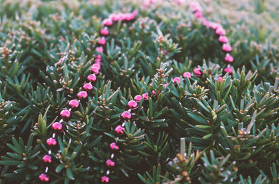 Close-up of an evergreen bush with a purple necklace on it