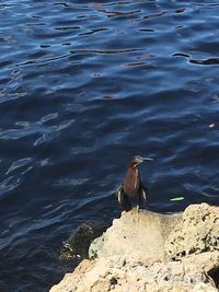 Close-up of bird in water