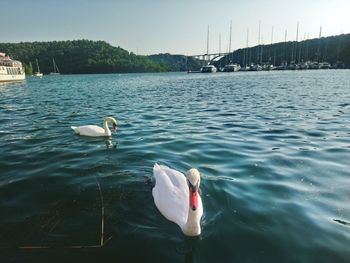 Swans swimming in lake