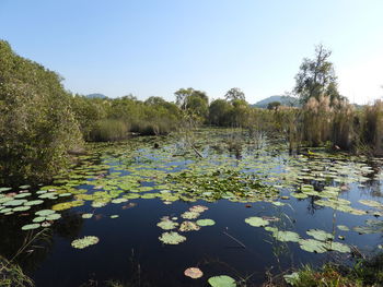 Water lily in lake against sky