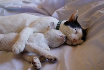 High angle view of cat sleeping on bed