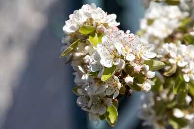 Close-up of apple blossoms in spring