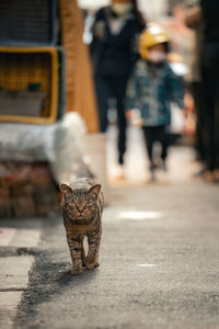 Low section of man standing on street