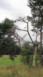 Trees on grassy field