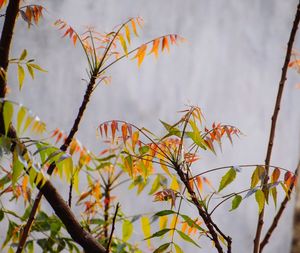 Low angle view of plant against sky