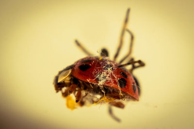 Close-up of spider