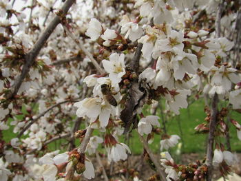 Close-up of white cherry blossoms in spring