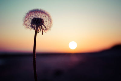 Close-up of dandelion against sky during sunset