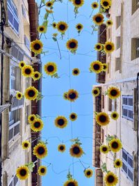 Low angle view of yellow flowering plants against building