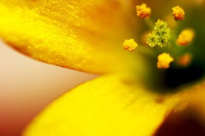 Close-up of yellow flower