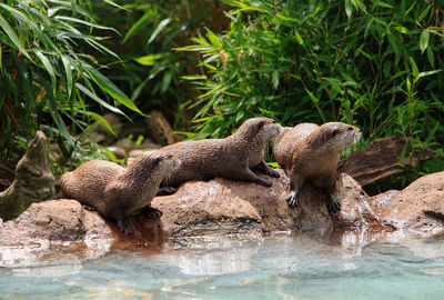 Otters on rock in lake