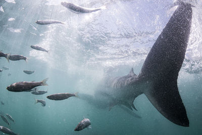 Fish swimming in sea