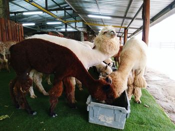 Sheep on floor