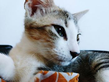 Close-up of cat looking away