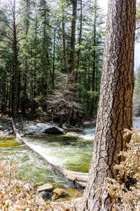View of pine trees in forest