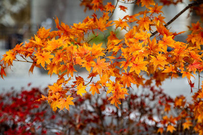 Close-up of maple leaves on tree during autumn