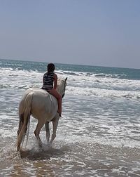 View of horse on the beach