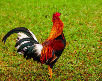 View of a rooster on land