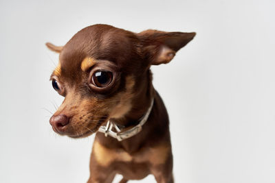 Close-up of a dog looking away against white background