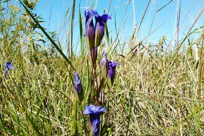 Close-up of purple flowers growing on field