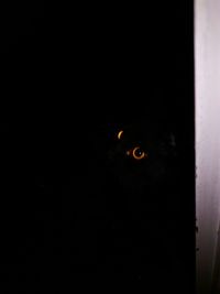 Close-up of black cat